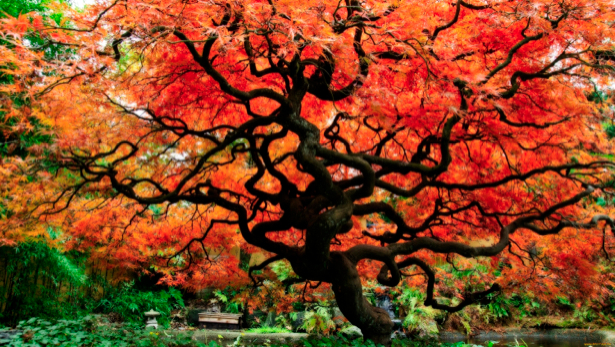 Фотообои красное дерево парк (nature-00393)