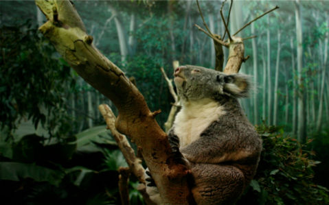 Фотообои коала в лесу (animals-0000009)
