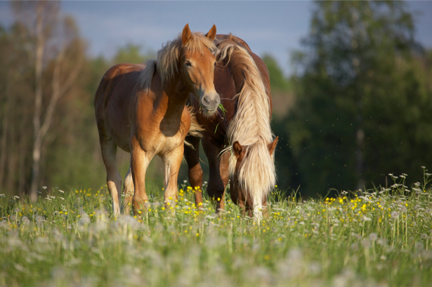 Фотообои конь и лошадь в природе (animals-0000120)
