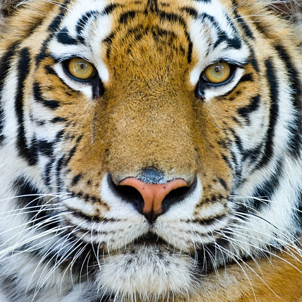 Фотообои тигриный портрет (animals-0000178)