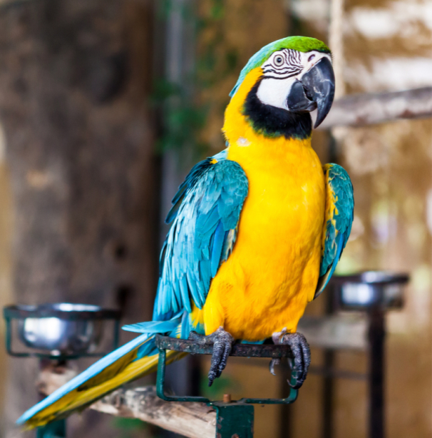 Фотообои портрет попугая ара (animals-0000489)