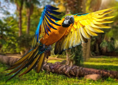 Фотообои Красавец попугай (animals-535)