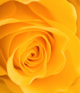 Желтая роза обои на стену цветы (flowers-0000090)