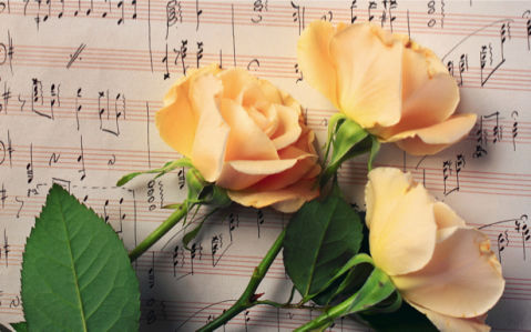 Желтые розы фотообои на стену цветы (flowers-0000094)