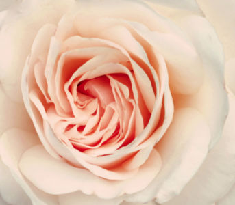 Фотообои на стену цветы -  Белая роза (flowers-0000261)