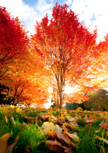 Фотообои пейзаж красное дерево (nature-00069)