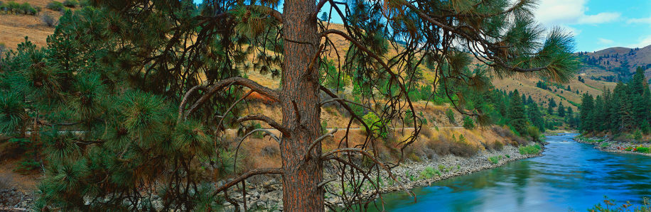 Фотообои лесная панорама ель река (nature-00346)