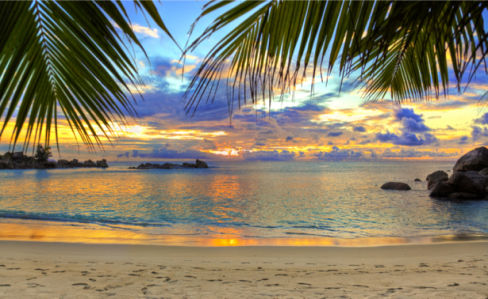 Фотообои море на закате берег пальма (sea-0000284)