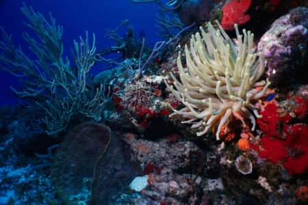 Фотообои в ванну кораллы белые (underwater-world-00062)