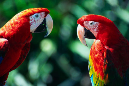 Фотообои попугаи беседуют (animals-0000114)