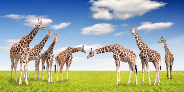 Фотообои жирафы в поле (animals-0000355)