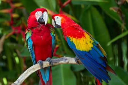 Фотообои попугаи ара беседа (animals-0000485)