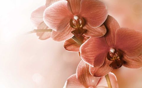 Фотообои орхидеи (flower202)