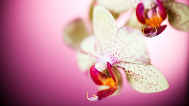 Фотообои на стену цветы Белая орхидея (flowers-0000039)