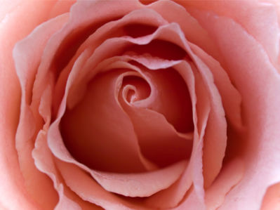 Кремовая роза обои на стену (flowers-0000262)