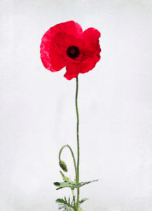 Фотообои на стену цветок - мак (flowers-0000290)