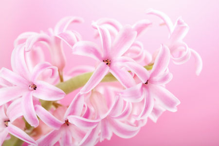 Обои фото цветы гиацинт (flowers-0000563)