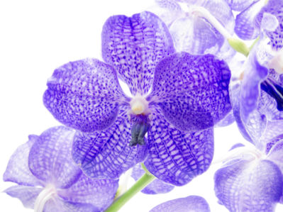 Обои фото цветок синяя орхидея (flowers-0000564)