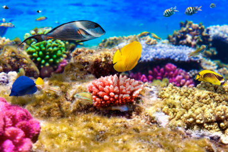 Фотообои ванная коралловый риф (underwater-world-00033)