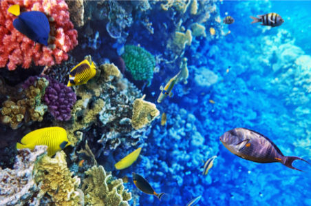 Фотообои 3д море кораллы, рыбки (underwater-world-00146)