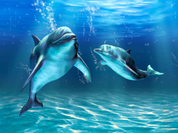 Фото обои дельфины под водой (animals-0000073)