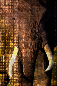 Фотообои слон, мамонт, бивни (animals-0000088)