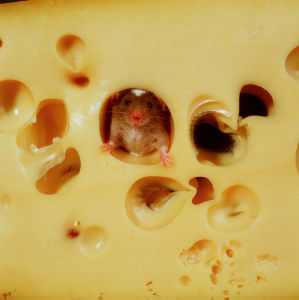 Фотообои мышь в сыре (animals-0000089)