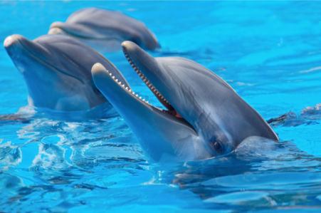 Фотообои дельфины беседа (animals-0000154)
