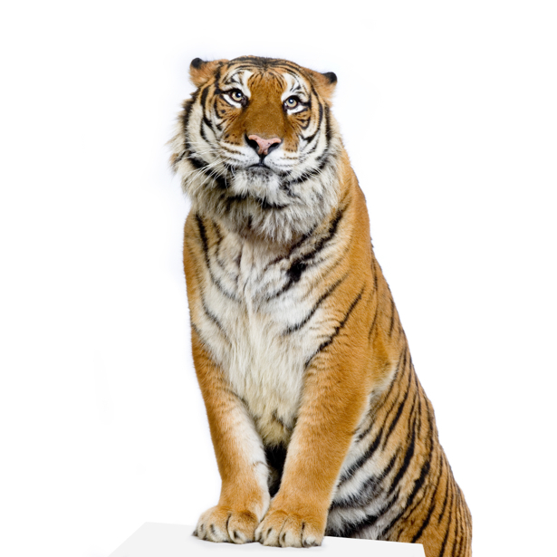Фотообои на белом фоне тигр (animals-0000250)