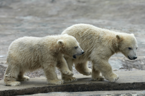 Фотообои пара белых медвежат (animals-0000506)
