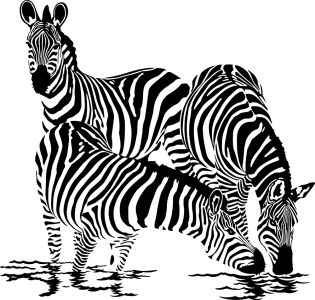Фотообои Три зебры (animals-510)