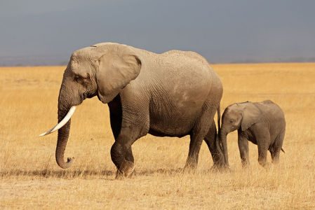 Фотообои Слон и слоненок (animals-546)