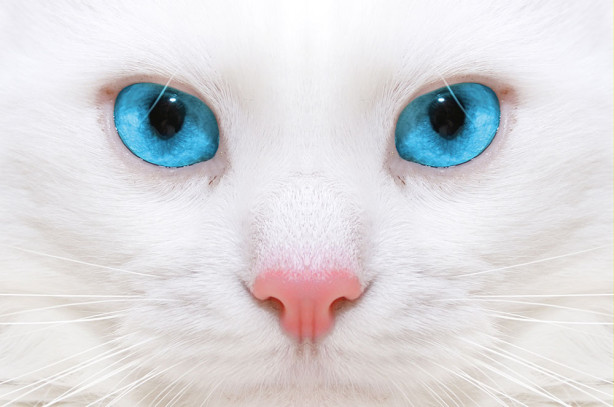 Фотообои Голубые глаза (animals-569)