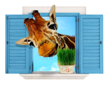 Фотообои Жираф и окно (child-476)