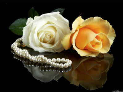 Белая и желтая розы фотообои цветы (flowers-0000102)