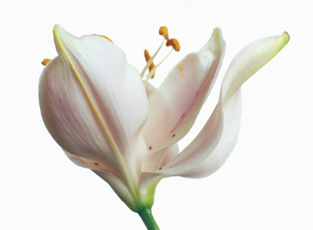 Фотообои на стену цветок - Белый тюльпан (flowers-0000356)