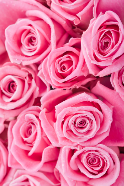 Фото обои цветы розовые розы (flowers-0000502)