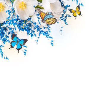 Обои для стен белые цветы бабочки (flowers-0000639)