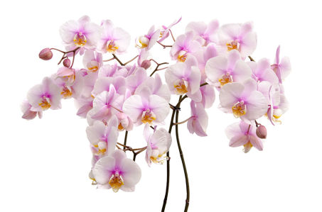 Фотообои Букет орхидей (flowers-798)