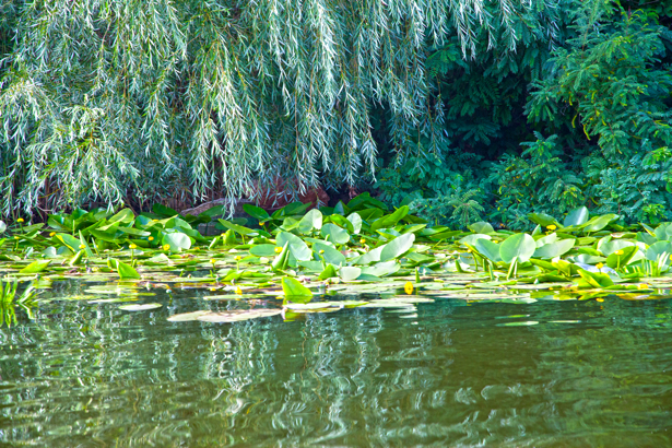 Фотообои лилии на реке (nature-0000660)