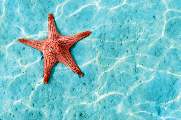Фотообои морское дно морская звезда (underwater-world-00003)