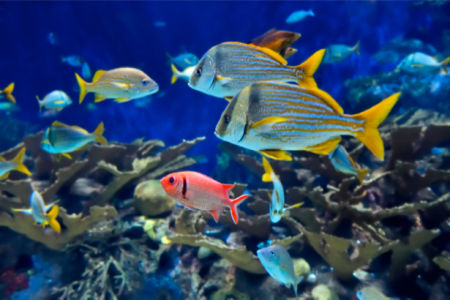 Фотообои ванная риф 3д море рыбки (underwater-world-00015)