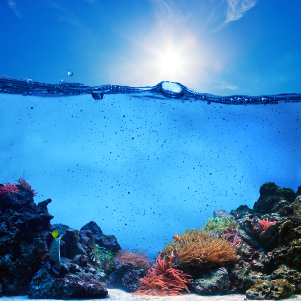Фотообои для ванны подводный риф (underwater-world-00193)