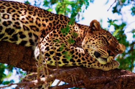 Фотообои спящий леопард (animals-0000021)