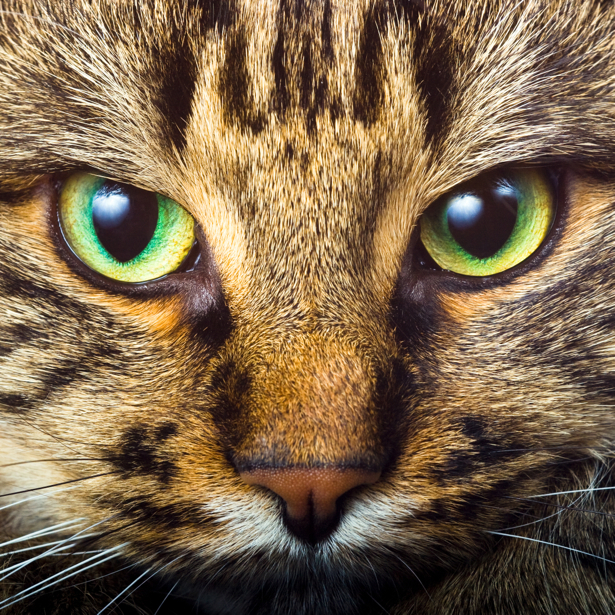 Фотообои кошачьи глаза кот, кошка (animals-0000169)
