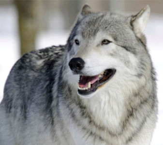 Фотообои волк в природе (animals-0000223)