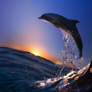 Фотообои Путь дельфина (animals-518)