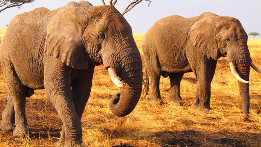 Фотообои Два слона (animals-545)