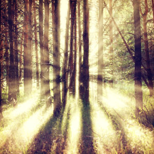 Фотошторы солнечные лучи в лесу (bedroom-curtain-00010)