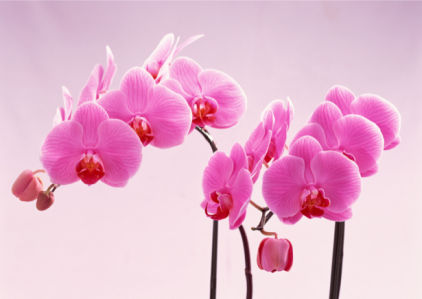 Фотообои на стену цветы орхидея (flowers-0000028)